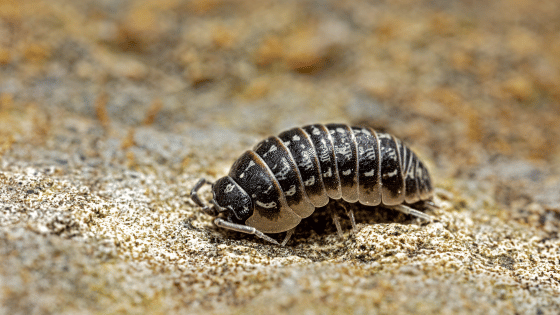 isopod woodlouse in the garden